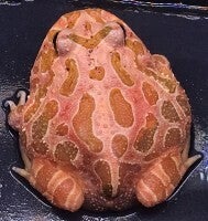 Ceratophrys cranwelli - Strawberry "Small"