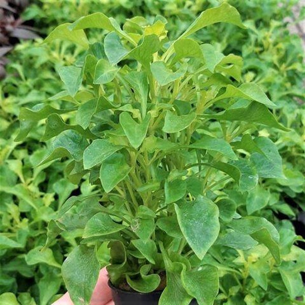 Alternanthera bettzickiana