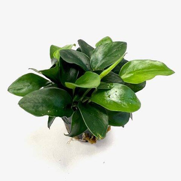 Anubias nana mini