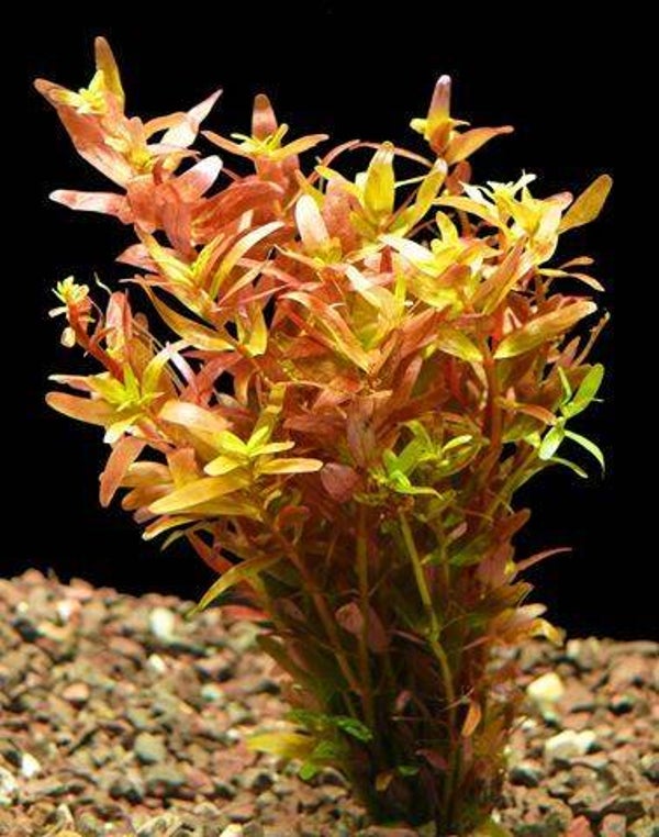 Rotala rotundifolia