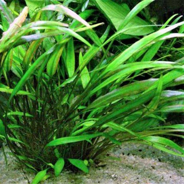 Cryptocoryne willisii