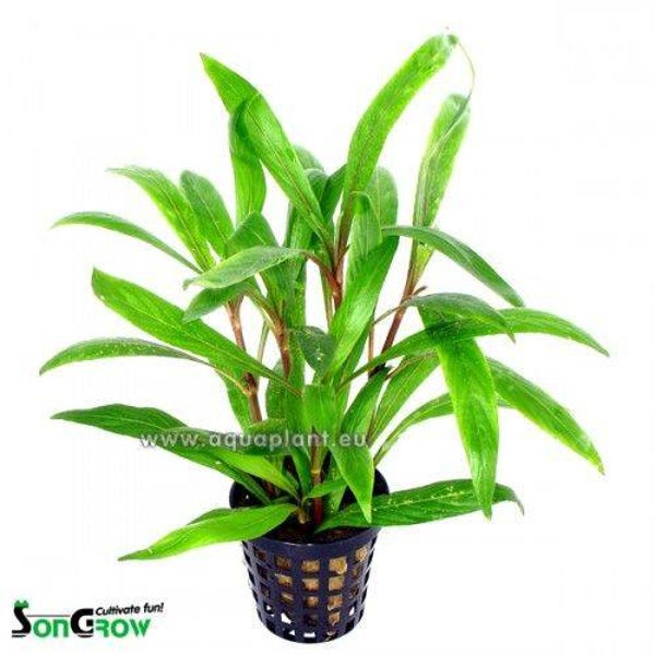Hygrophila salicifolia