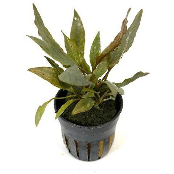 Cryptocoryne petchi pink