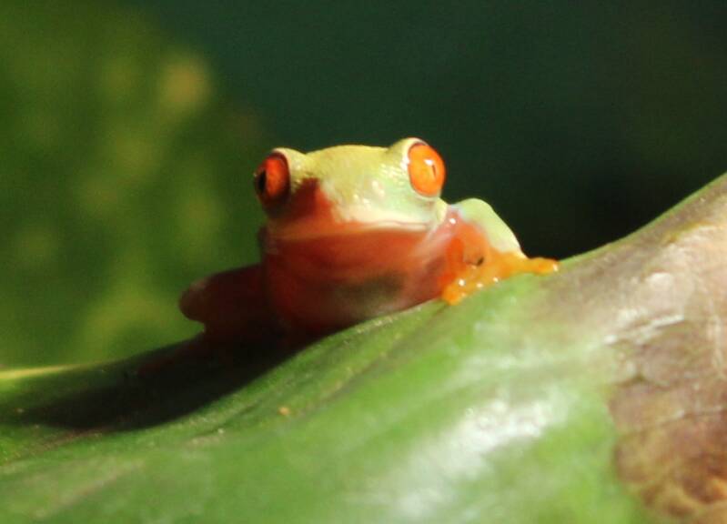 Close-up van het grote, intens dieprode oog met verticale pupil van een Agalychnis callidryas roodoogmakikikker.