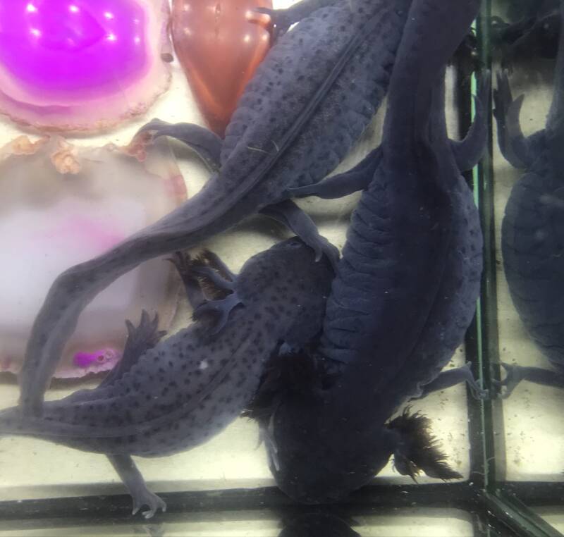 Close-up van de volle rode kieuwkransen van een gezonde Melanoid Axolotl Hold-Back variant.