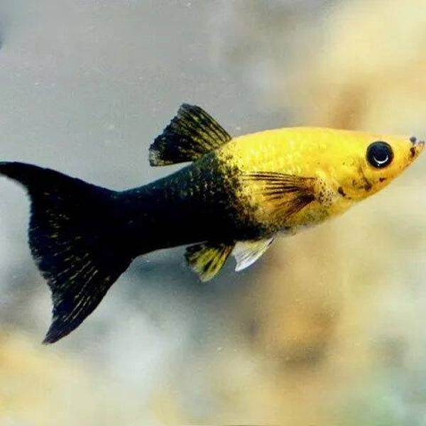 Poecilia sphenops - Molly Gold/Black Lierstaart