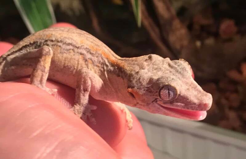 Kleurrijke Gargoyle gekko kopen? Ontdek deze fascinerende hagedis 🦎