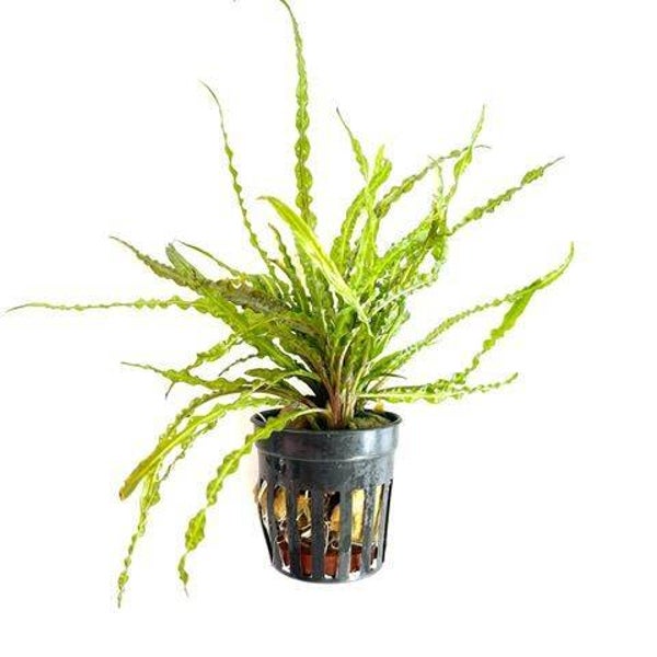 Cryptocoryne balansae