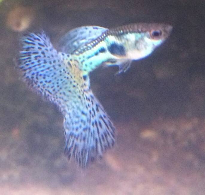 Blue Grass guppy mannetje met karakteristieke fijne zwarte spikkels op een helderblauwe staart en rugvin.