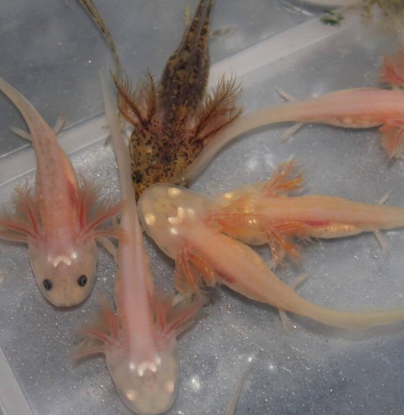 Gezonde baby axolotls uit eigen kweek zonder uitval in optimale conditie