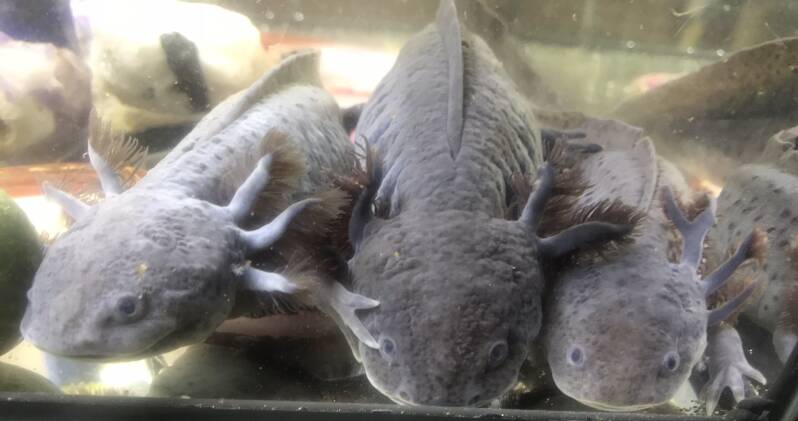 Vooraanzicht van een Melanoid Axolotl vrouw die de karakteristieke glimlach toont zonder oogringen.