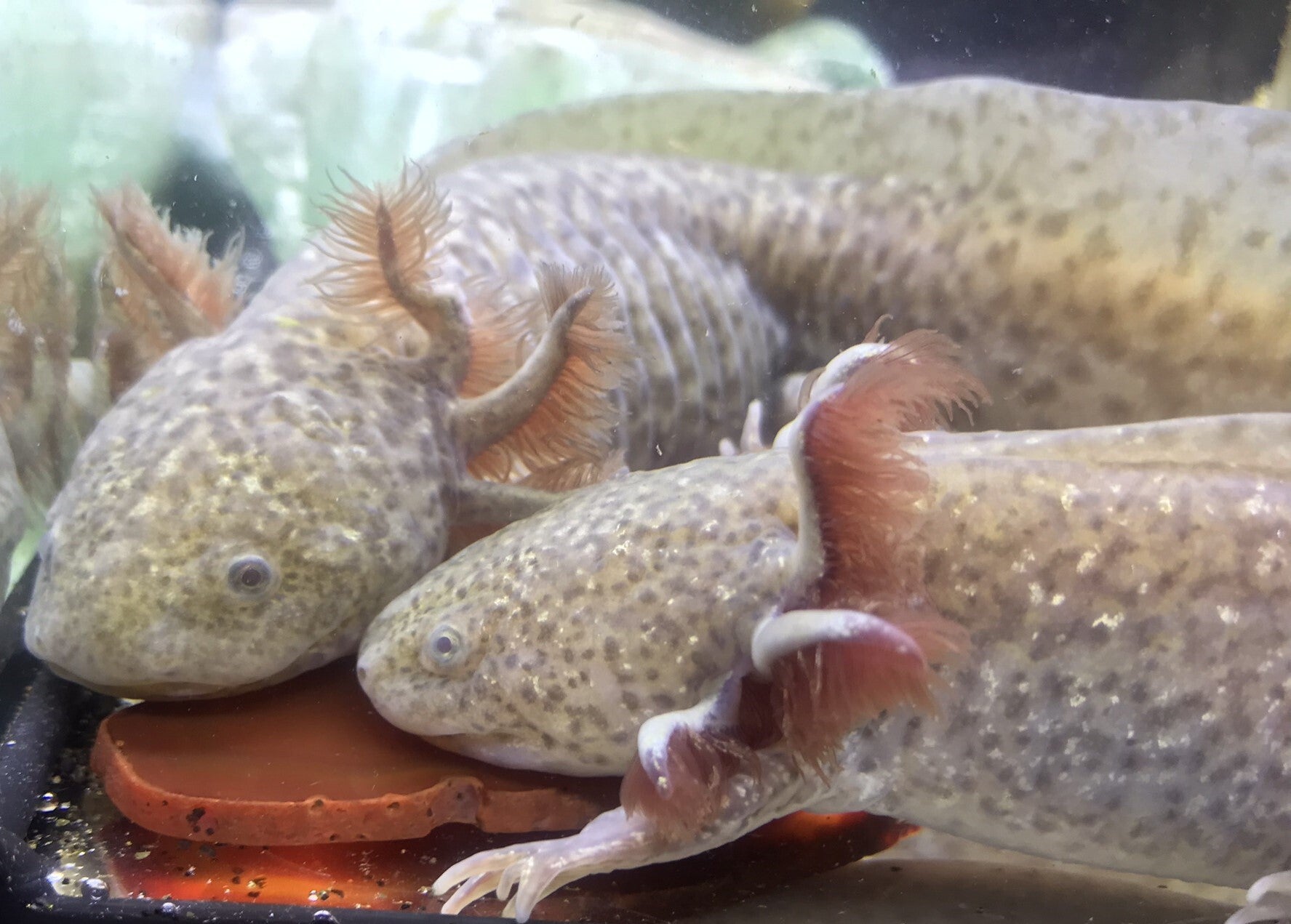 "Koper Axolotl met een hartverwarmende glimlach en schattige kraaloogjes. 😍 Zie hoe deze bronzen waterdraak parmantig over de bodem wandelt met zijn unieke metallic glans! ✨"
