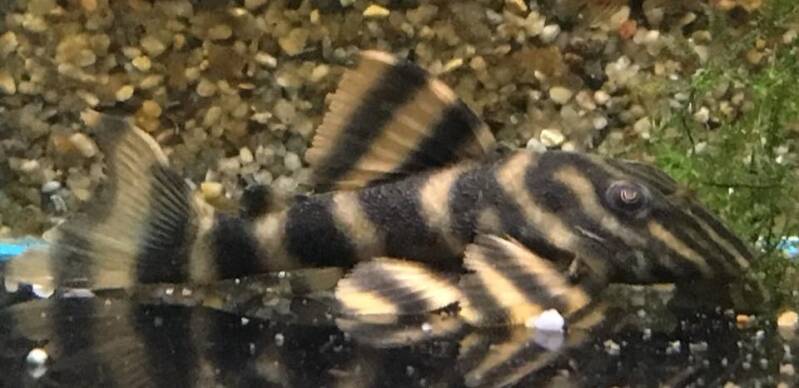 Peckoltia vittata L103 dwergmeerval met een opvallend lichtbruin en donker gestreept zebrapatroon op het lichaam.