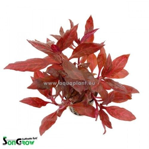 Alternanthera reinickii rosanervig