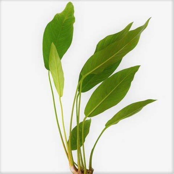 Anubias congensis