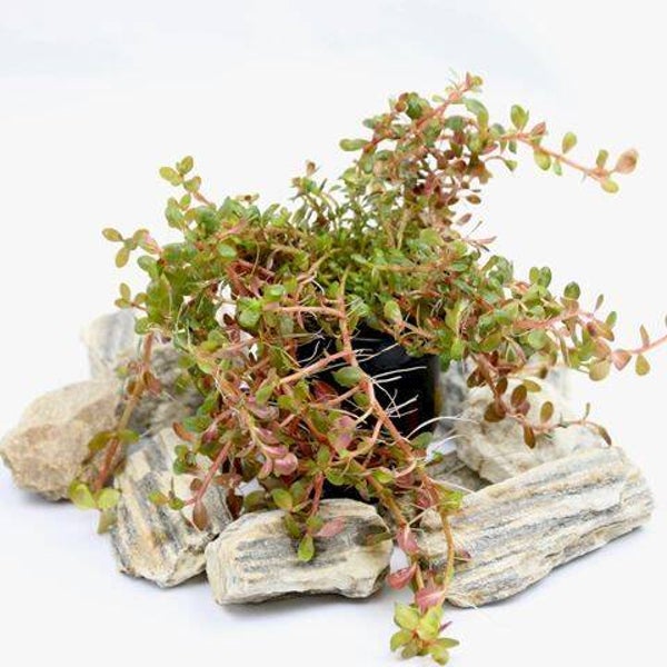 Rotala colorata