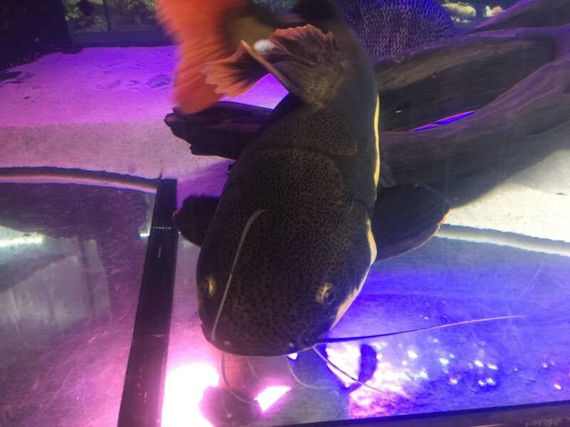 Een indrukwekkende roodstaartmeerval die vlak boven de zandbodem zwemt in een groot roofvisaquarium met kienhout.