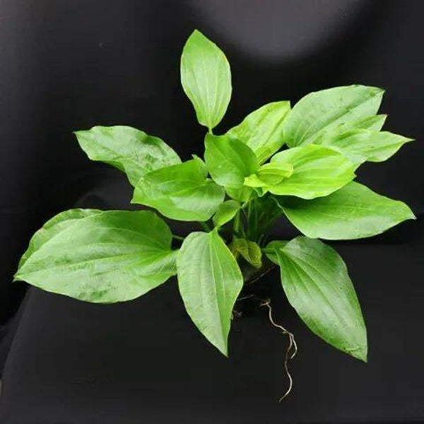 Echinodorus uruguayensis