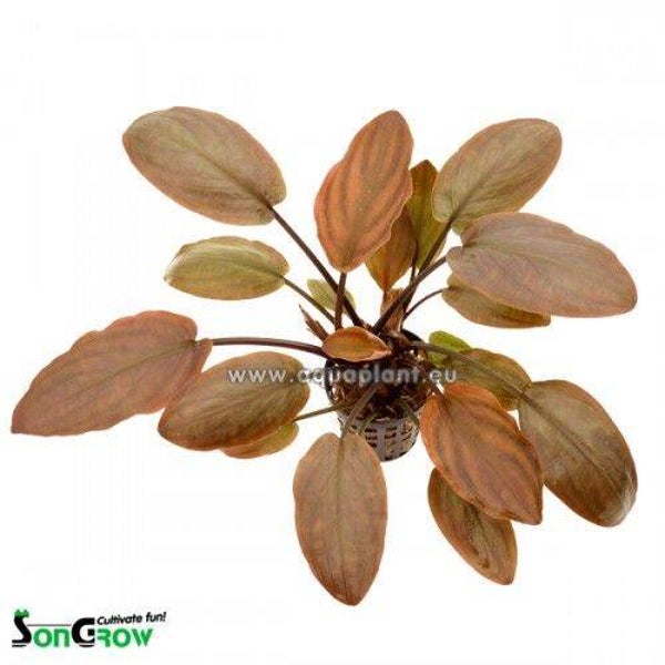 Lagenandra meeboldi red