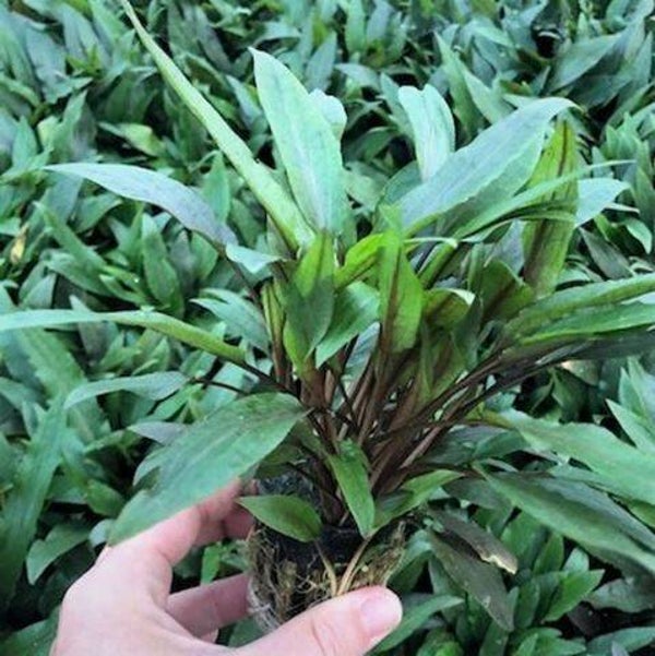 Cryptocoryne undulatus