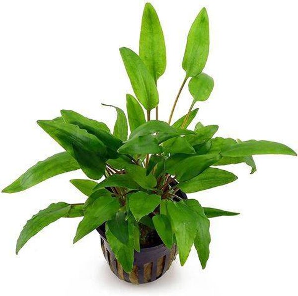 Cryptocoryne wendtii green