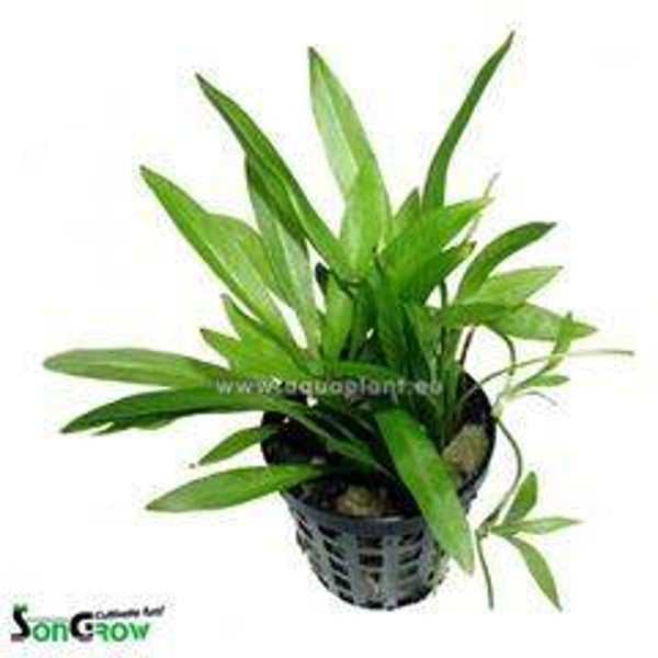 Echinodorus magdalenensis