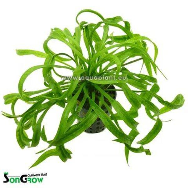 Echinodorus vesuvius