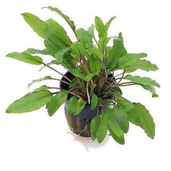 Cryptocoryne wendtii green gecko