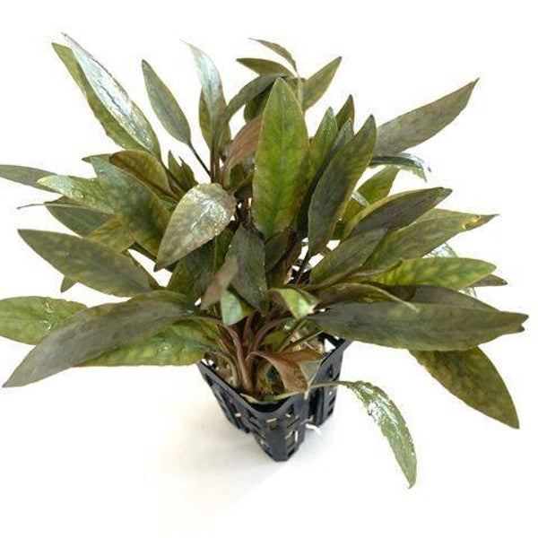 Cryptocoryne species brown