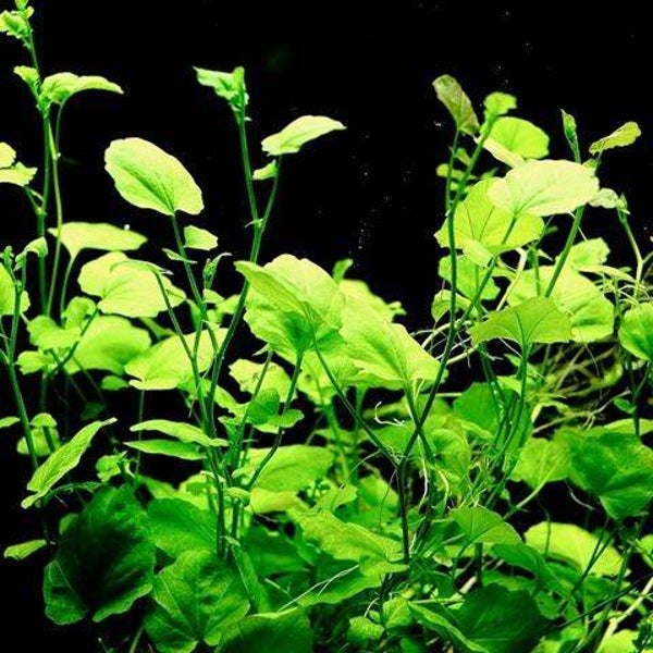 Cardamina lyrata