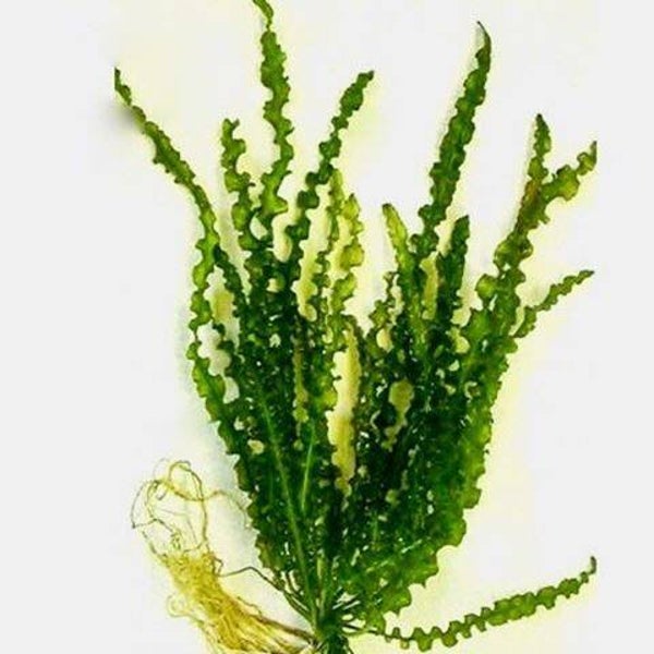 Aponogeton longiplumulosis