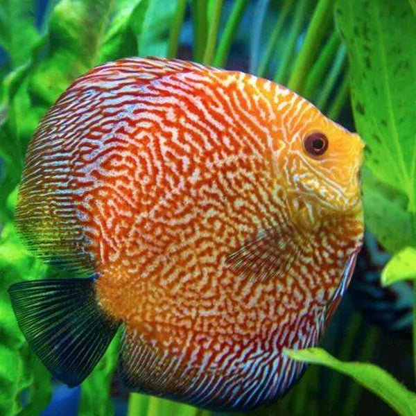 Symphysodon discus "Snake skin"