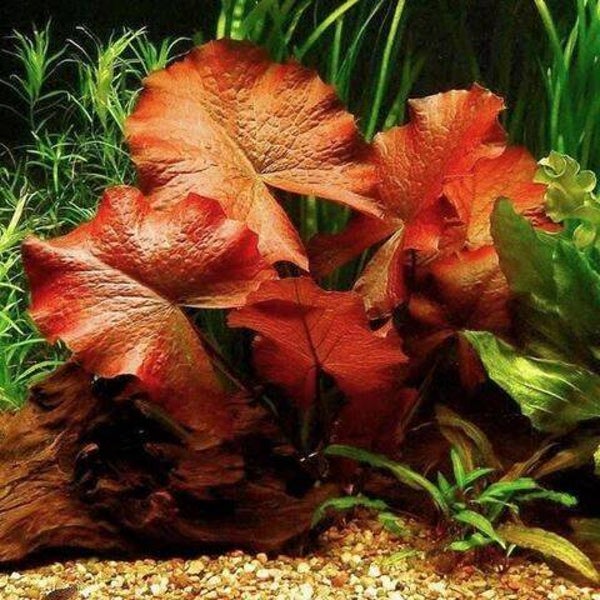 Nymphaea zenkeri red knol