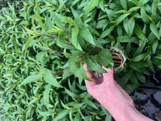 Hygrophila angustifolia