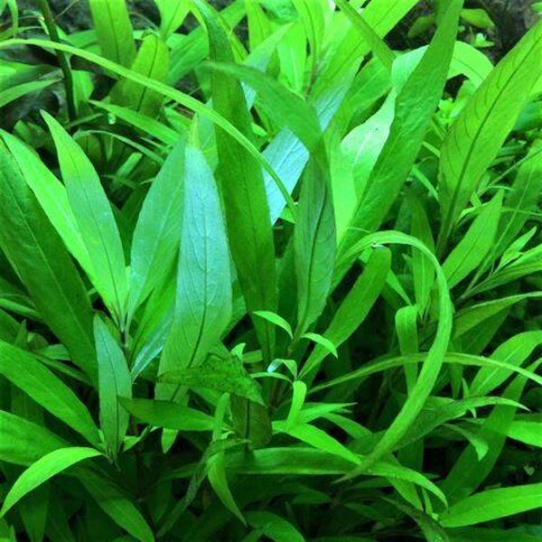 Hygrophila siamensis