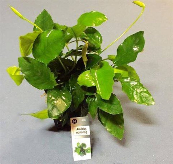 Anubias nana big