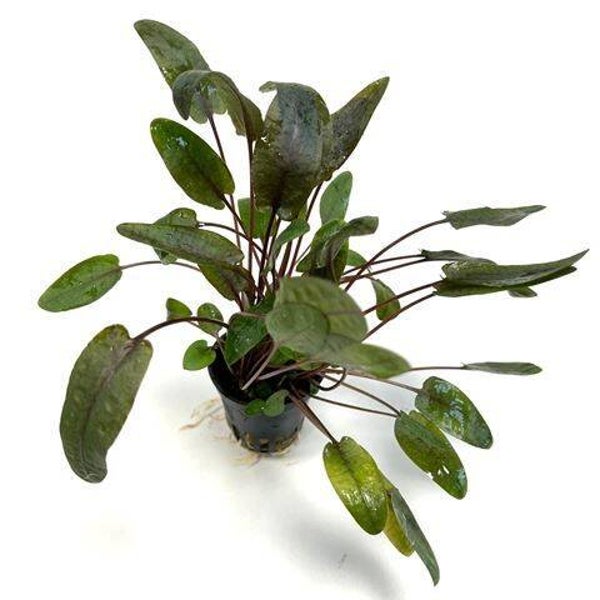 Cryptocoryne wendtii tropica