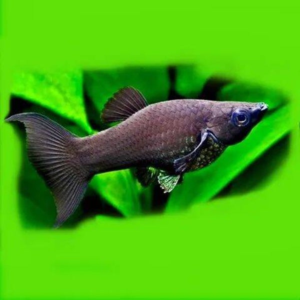 Poecilia sphenops - Black molly Lierstaart