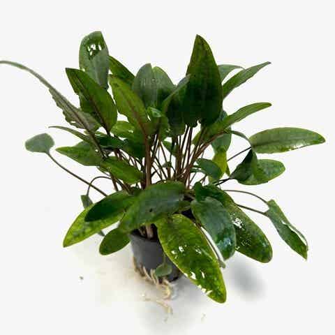 Cryptocoryne moehlmannii