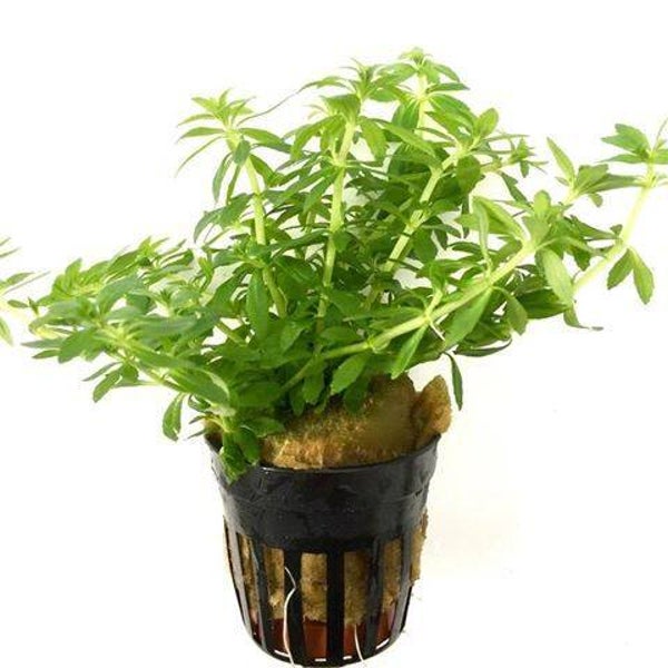 Limnophila mini viëtnam