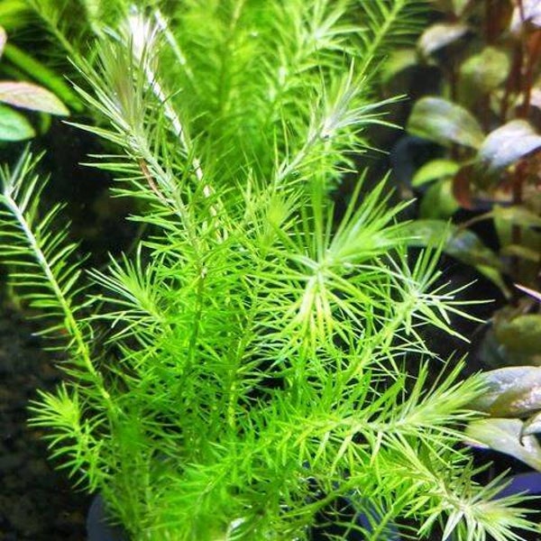 Mayaca fluviatilis