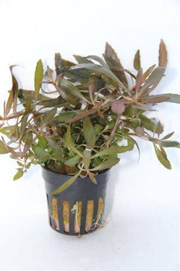Pogostemon stellata