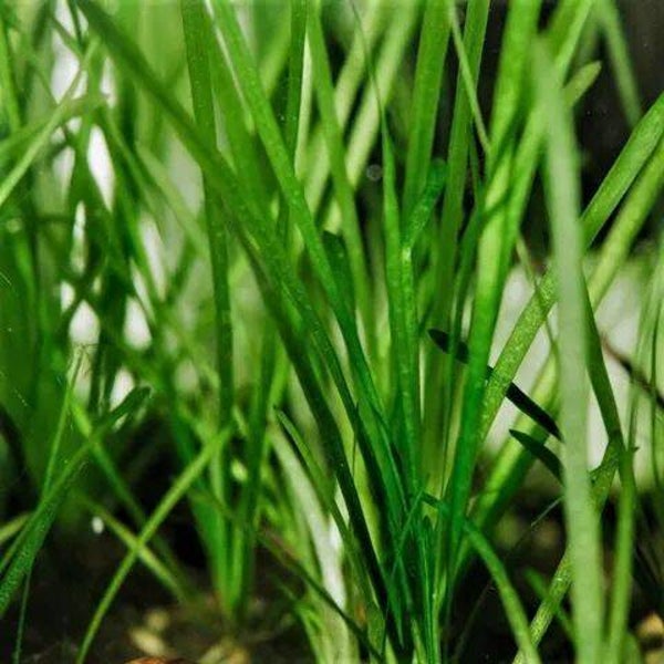 Vallisneria natans