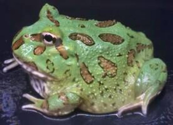 Ceratophrys cranwelli - Peppermint