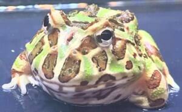 Ceratophrys cranwelli - Camouflage