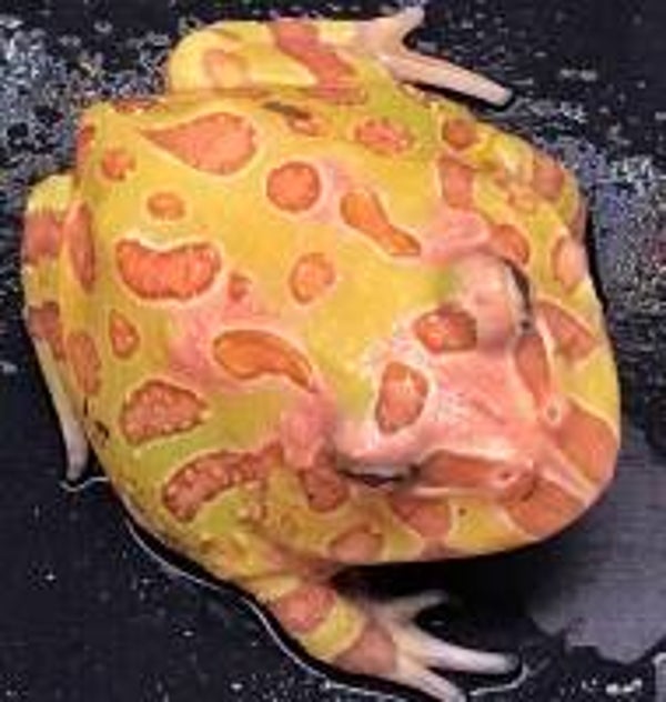 Ceratophrys cranwelli - Albino "Small"