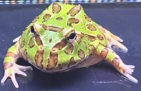 Ceratophrys cranwelli - Green