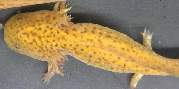 Axolotl - Spotted Koper