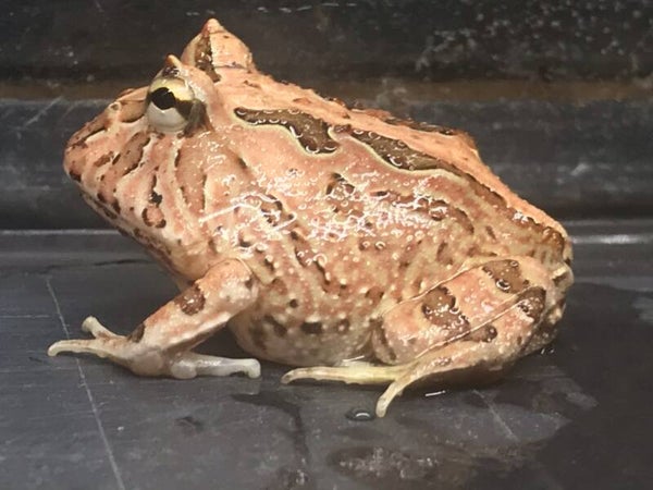 Ceratophrys cranwelli X cornuta - Red Fantasy