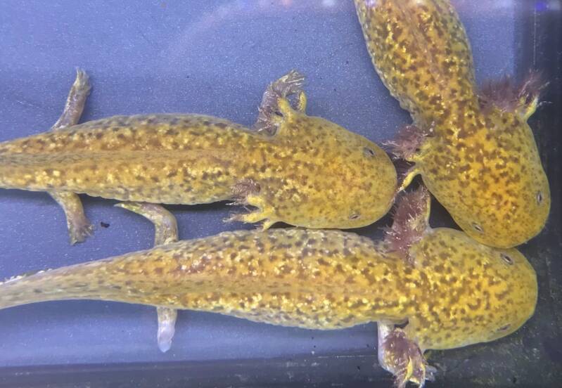 Koper Marbled Axolotl 🦎 – Zeldzame Ambystoma Mexicanum met unieke gemarmerde grondtekening en koperkleurige glans ✨